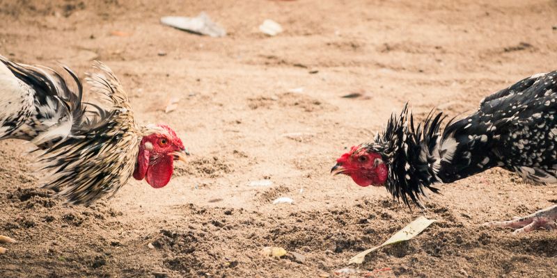 Mẹo chơi đá gà cựa dao bạn nên biết